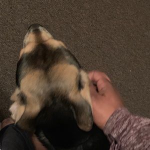 Meet your Posher, Dandrea